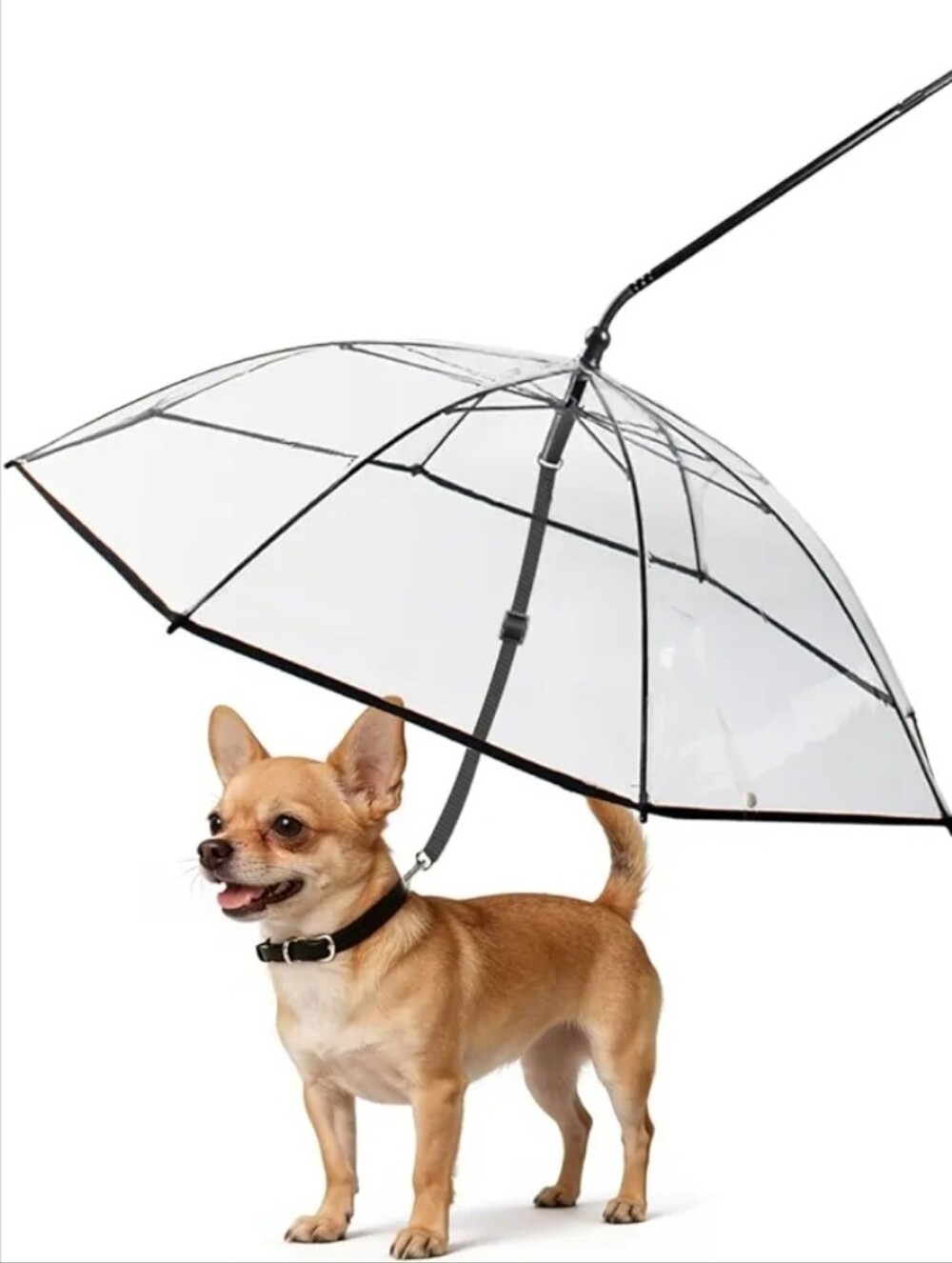 Dog Umbrella/Leash Combo